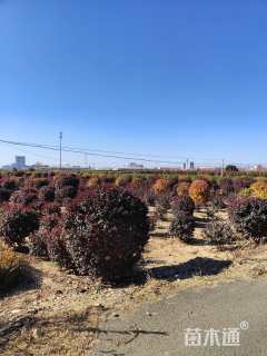 高度10厘米红叶榆叶梅