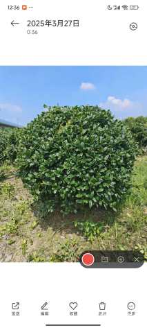 冠幅150厘米无刺枸骨球