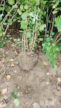 高度80厘米丛生紫荆