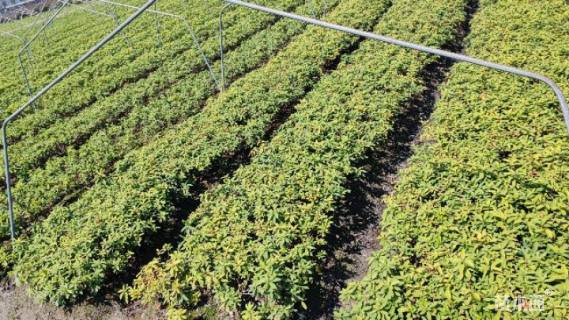 高度30厘米毛鹃