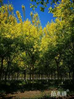 13公分金叶复叶槭