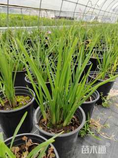 高度30厘米八宝景天