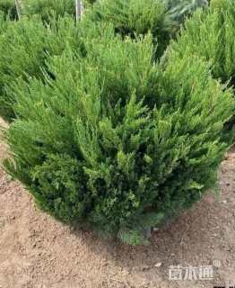 冠幅80厘米龙柏球