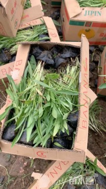 高度30厘米剑叶金鸡菊