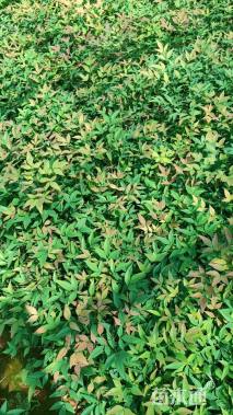 高度20厘米南天竹