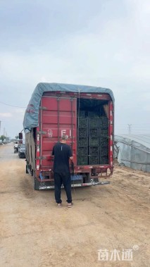 高度80厘米茳芏