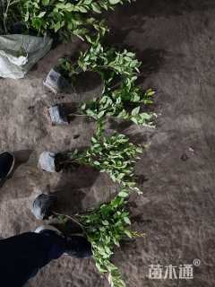 高度40厘米金森女贞