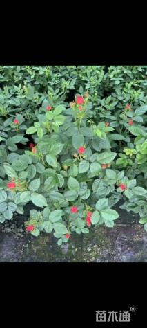 高度20厘米欧洲月季