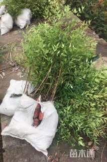 高度40厘米南天竹