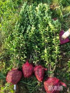 高度150厘米北海道黄杨