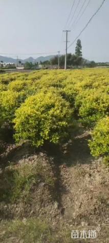 冠幅100厘米金森女贞球