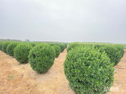 冠幅160厘米大叶黄杨球