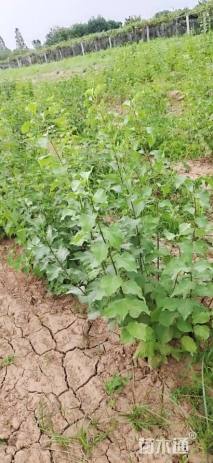 高度100厘米丛生丁香