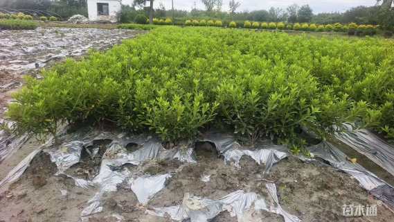 高度30厘米毛鹃