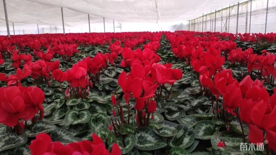 高度30厘米仙客来