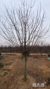 10公分绚丽海棠