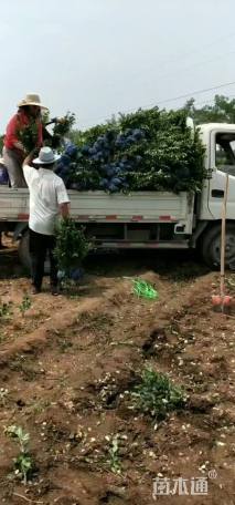 高度50厘米胶东卫矛
