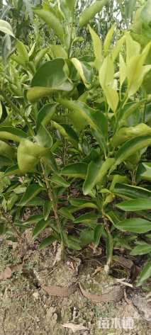 高度10厘米柑橘