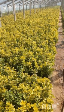 高度30厘米金边黄杨