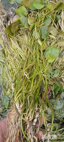 高度50厘米荇菜