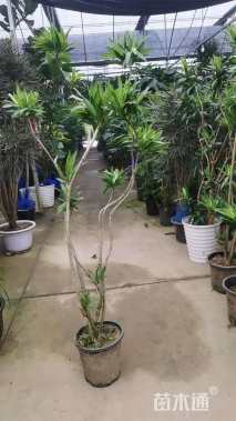 高度80厘米百合竹