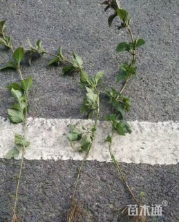 高度20厘米荆芥