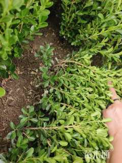 高度35厘米海桐