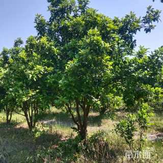 16公分丛生香泡