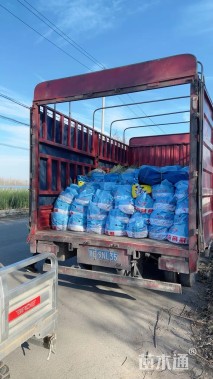 高度20厘米白晶菊