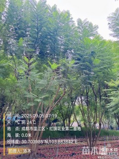 28公分(4杆)丛生蓝花楹