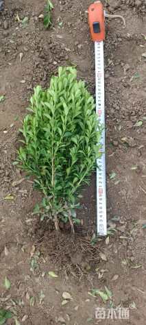 高度35厘米雀舌黄杨