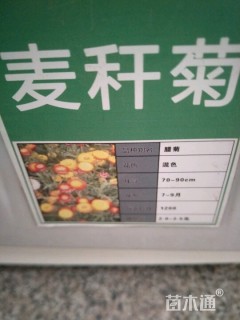 麦秆菊种子