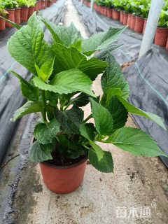 高度15厘米绣球