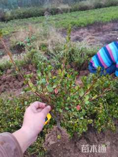 高度30厘米夏鹃