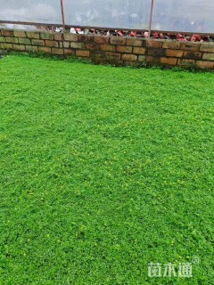 高度10厘米金莎蔓