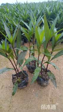 高度25厘米翠芦莉