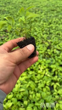 高度10厘米火焰南天竹