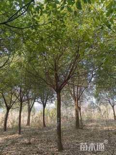 22公分香樟