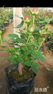 30厘米红帽月季