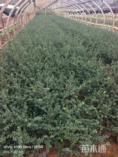 高度40厘米龟甲冬青