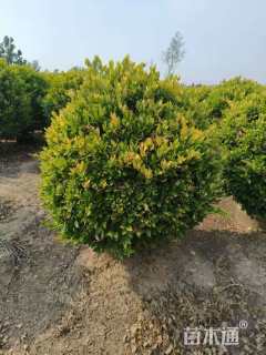 冠幅200厘米金森女贞球