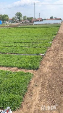 高度15厘米紫花地丁