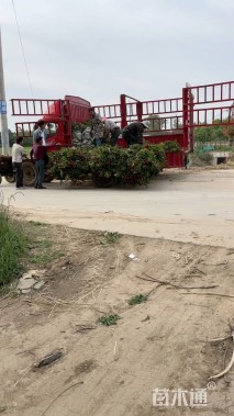 高度30厘米月季