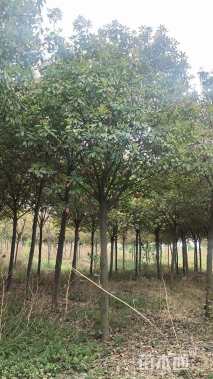 5公分高杆红叶石楠