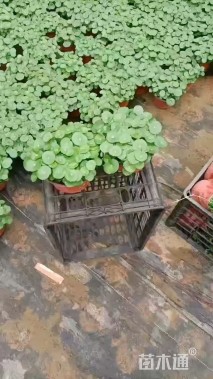 高度20厘米铜钱草