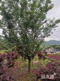 日本晚樱