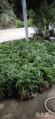 高度15厘米大花萱草