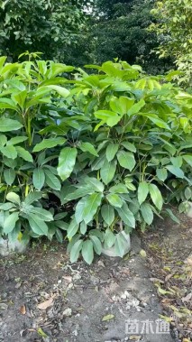 高度80厘米昆士兰伞木