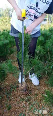 高度80厘米黑松小苗