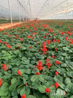 高度15厘米一串红